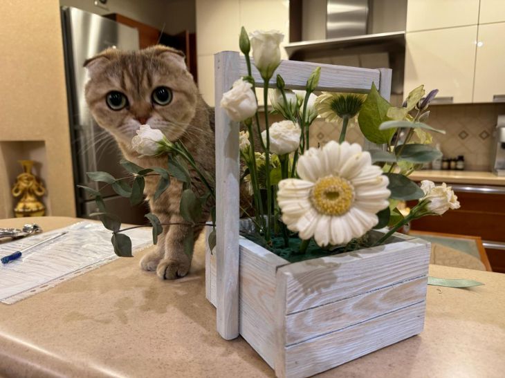 Лукашенко подписал закон «Об ответственном обращении с животными» кот