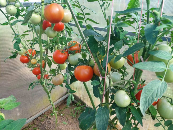 How to protect your garden from late blight: a universal remedy garden