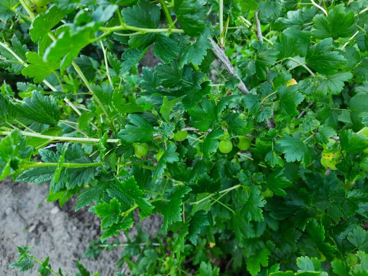 How to water the grass to prevent it from growing: folk remedies garden