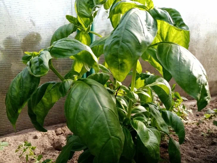 Дачники, запоминайте: посадите это растение рядом с помидорами, и вредители уйдут Базилик