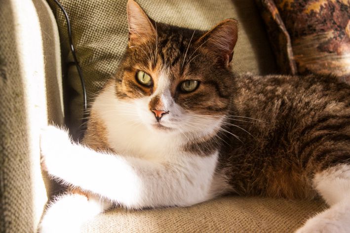 Why does a cat bite: deciphering cat language animal