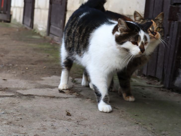 How to feed a pregnant cat correctly: important to know cats