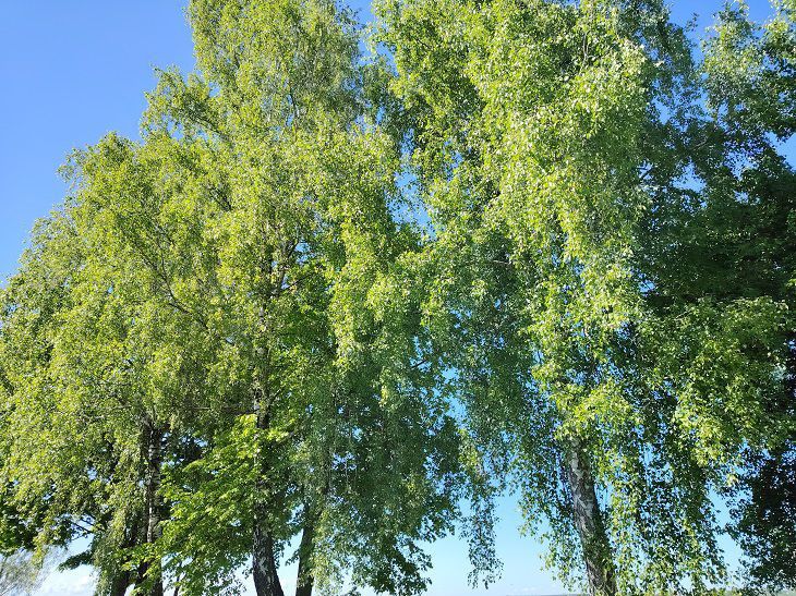 Народные приметы на 19 мая 2024 года: о чем говорит ясная погода в этот день дерево