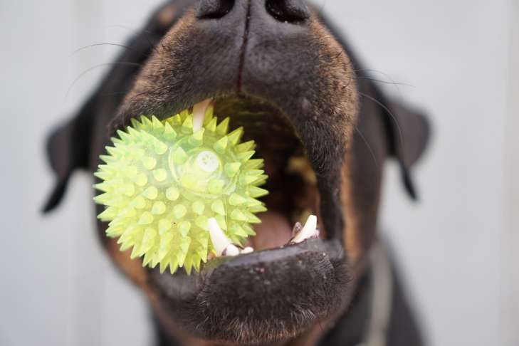 How to punish a dog correctly: there is only one option animal