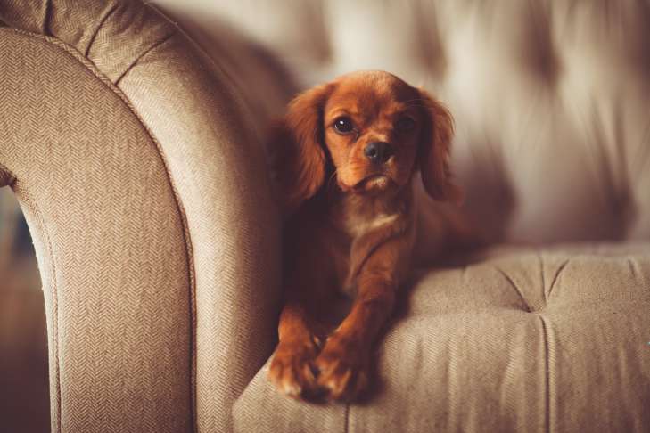 How to wean your dog from sleeping on the sofa or bed: effective ways animal