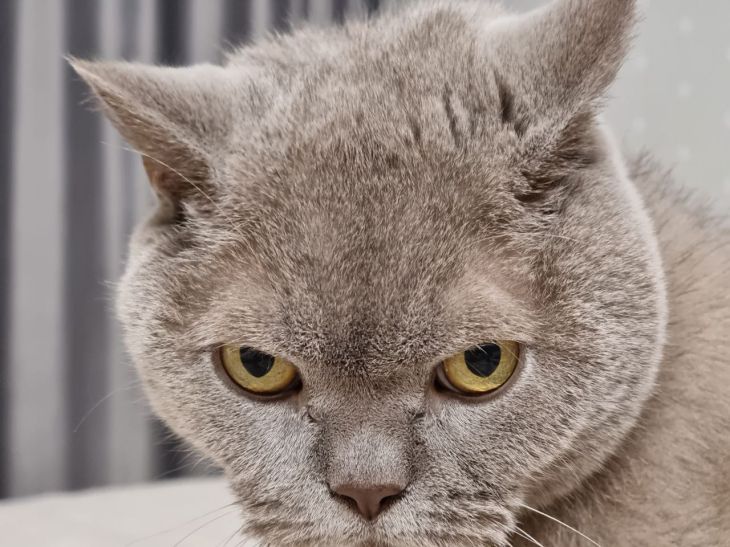 Из-за чего кошка может навсегда возненавидеть своего хозяина: 2 «мелочи» - не делайте так кошка