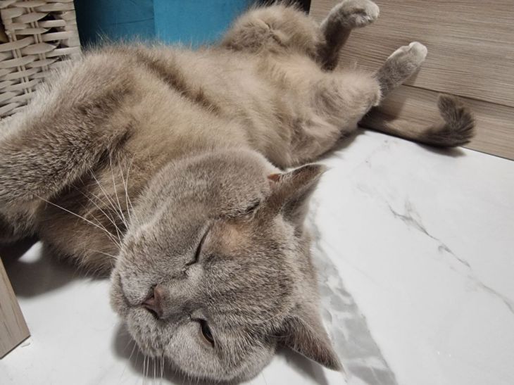 Почему кошки иногда притворяются спящими: 3 причины кот