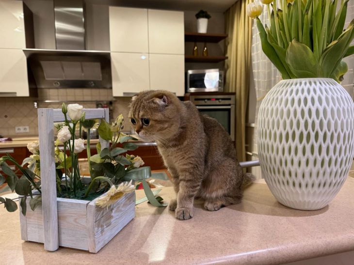 Как отучить кота ходить по столу: самый простой способ кот