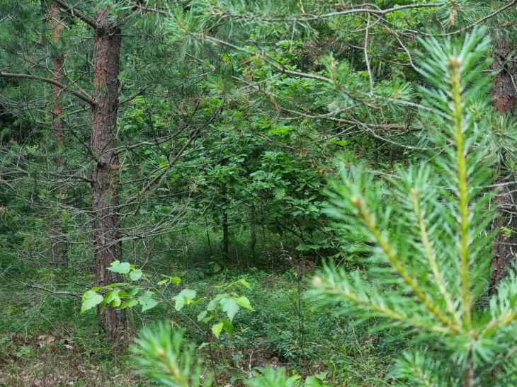 Запреты на посещение лесов действуют в 14 районах Беларуси