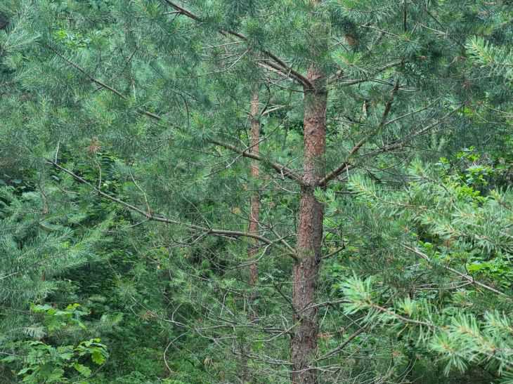 Запреты и ограничения на посещение лесов введены почти по всей Беларуси лес