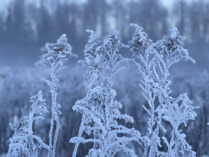 Жителям Минска, приготовиться: скоро заморозки – до -4 градусов
