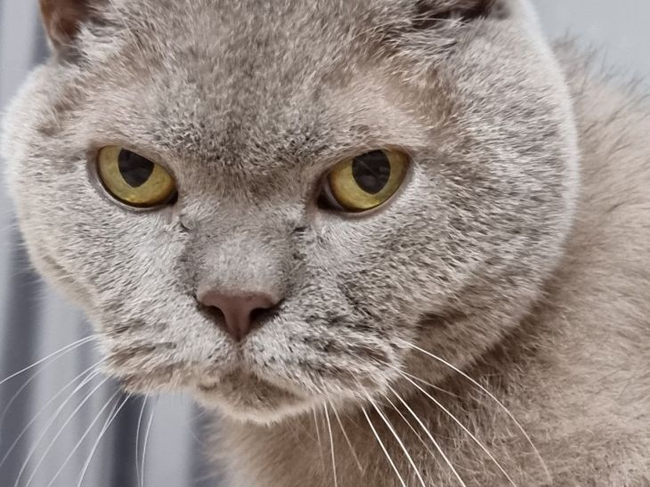 What are the disadvantages of a British cat: expert opinion British cat