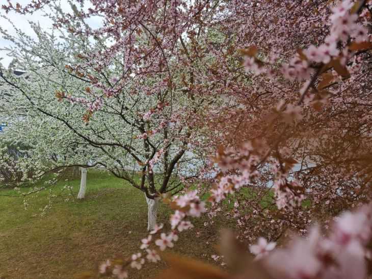 Заморозки, но без осадков. Синоптики рассказали, какая погода будет в Беларуси на Радуницу деревья