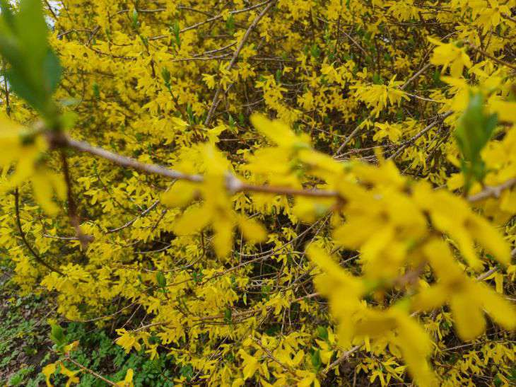 Народные приметы на 7 мая 2024 года: что предвещает холодный июнь растение