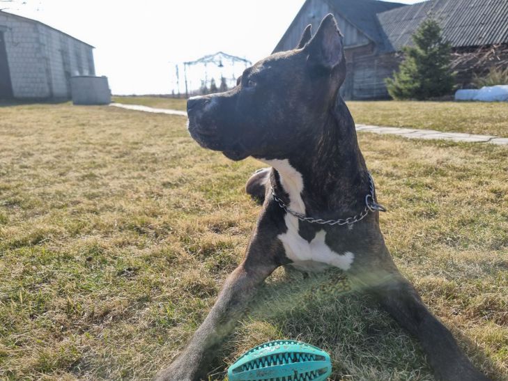 Почему «фу» и «нельзя» должны быть разными командами: о чем стоит знать хозяевам собак собака