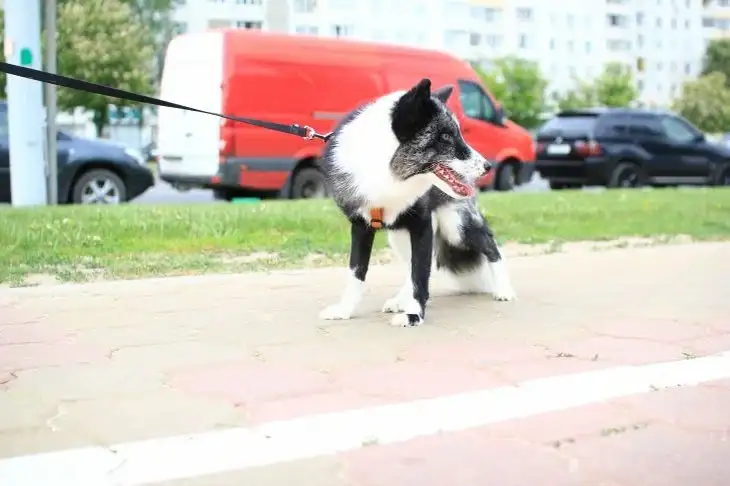 Какой длины должен быть поводок для собаки: выбираем правильный аксессуар для питомца Собака