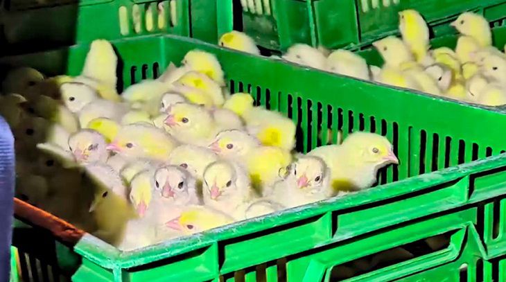 Сотрудник птицефабрики в Шклове похитил почти 20 000 цыплят