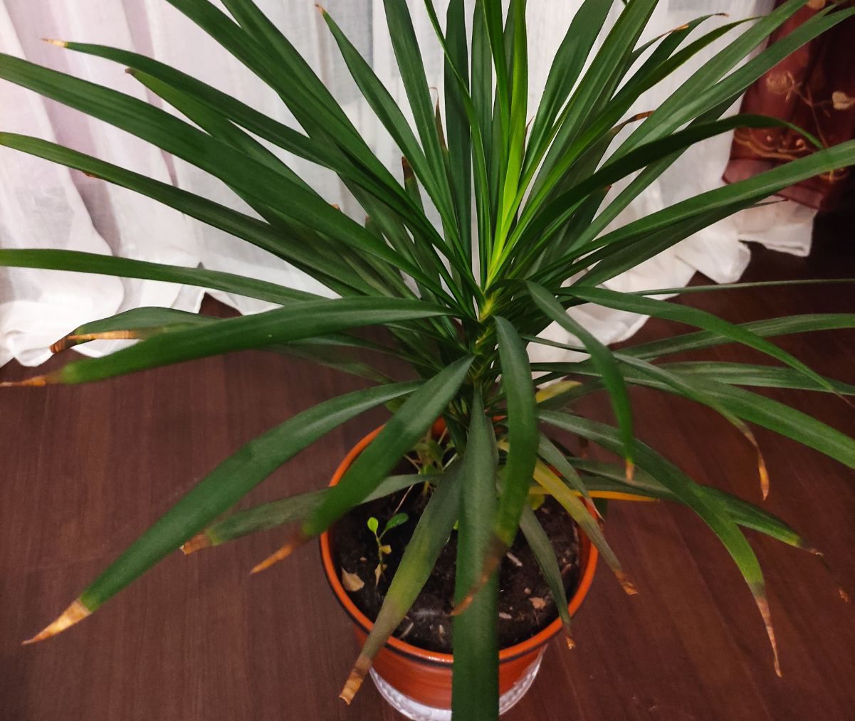How to grow drecaena: useful tips plant