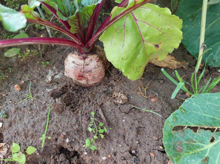Shade-Loving Vegetables, according to experts garden