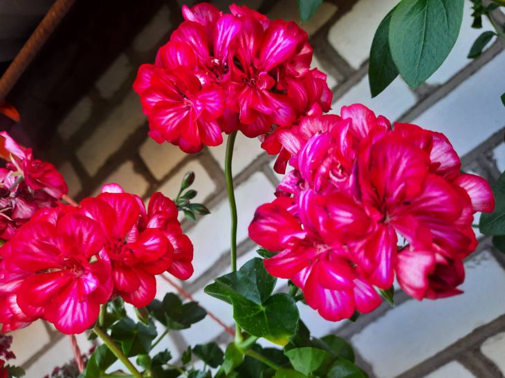 How to grow geraniums: useful expert advice flowers