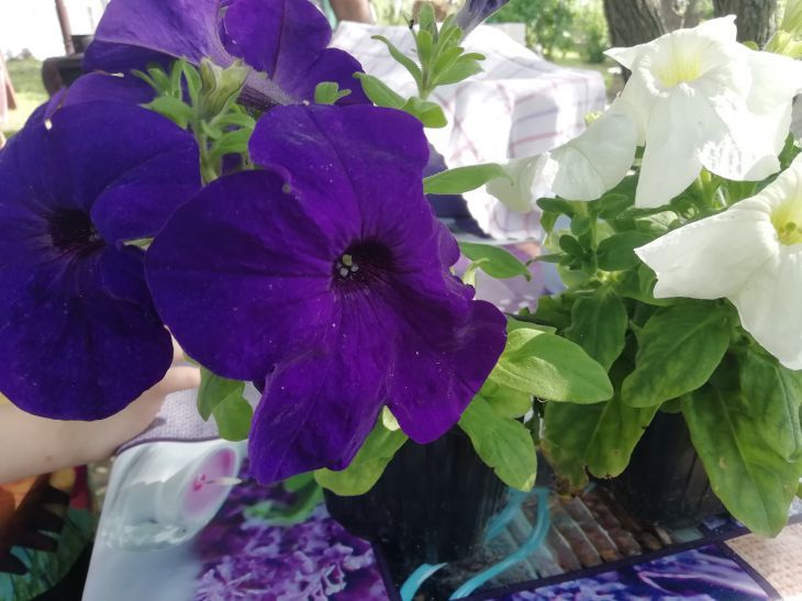 Best full sun perennials for your garden: tips for gardeners flowers