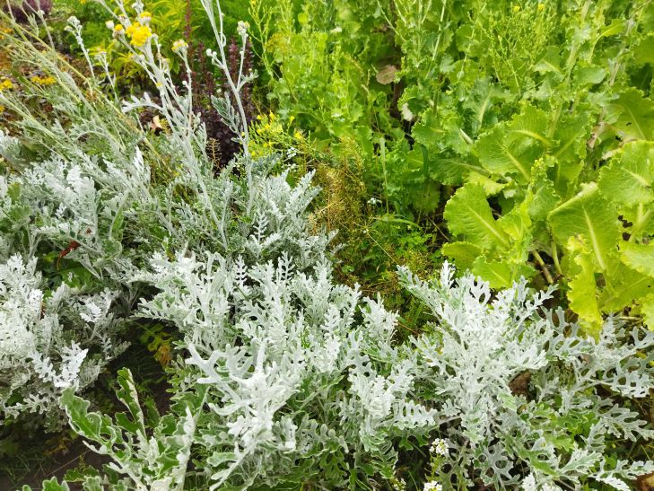 How to grow wormwood: not everyone knows about it plant
