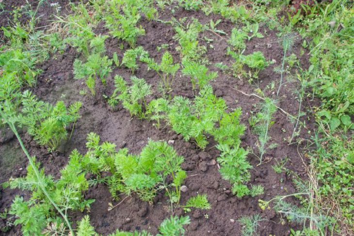 Что положить при посадке моркови от морковной мухи: полезные советы растение