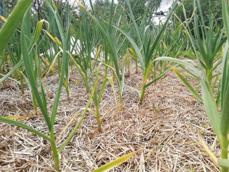 Когда опрыскивать чеснок борной кислотой: эффективные методы и советы растение