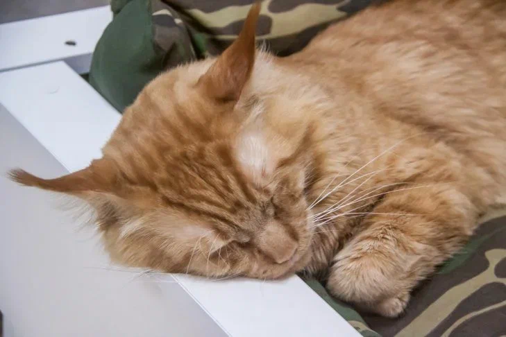 Стало известно, что кошки подражают своим хозяевам: ученые и скептики Кот