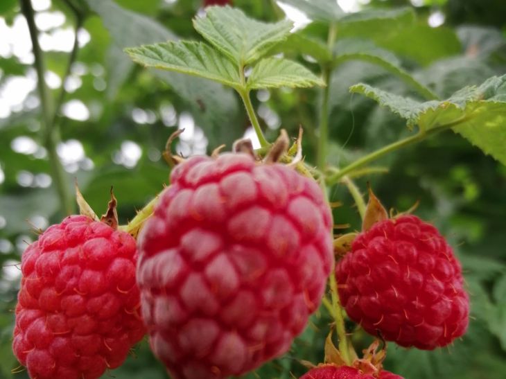 How to fertilize raspberries advice from experienced gardeners news