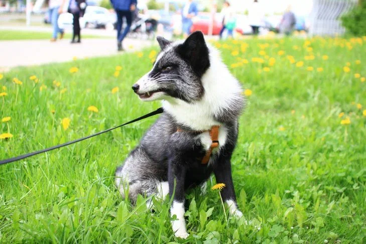Чем нельзя кормить собаку: так не поступают ветеринары и другим не советуют Собака