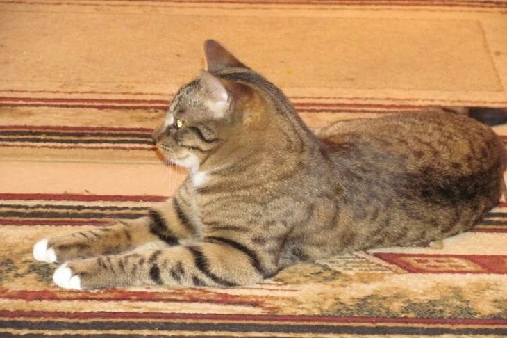 Умеют ли коты обижаться: список самых своенравных пород Кот