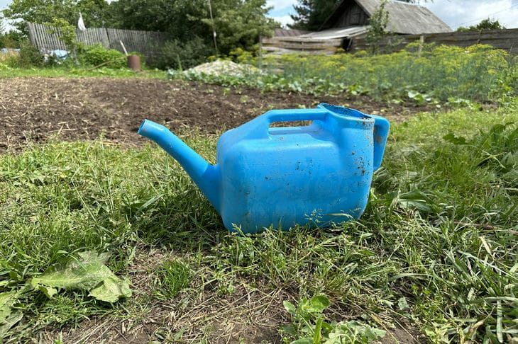 Можно ли поливать растения мясной водой: миф или реальность лейка