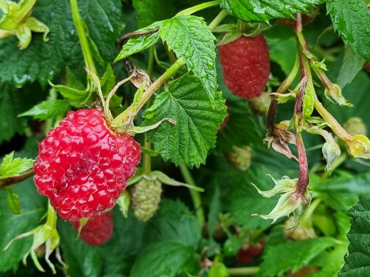 Чем полить малинник в июле, чтобы собирать урожай ведрами: интересный дачный лайфхак малина