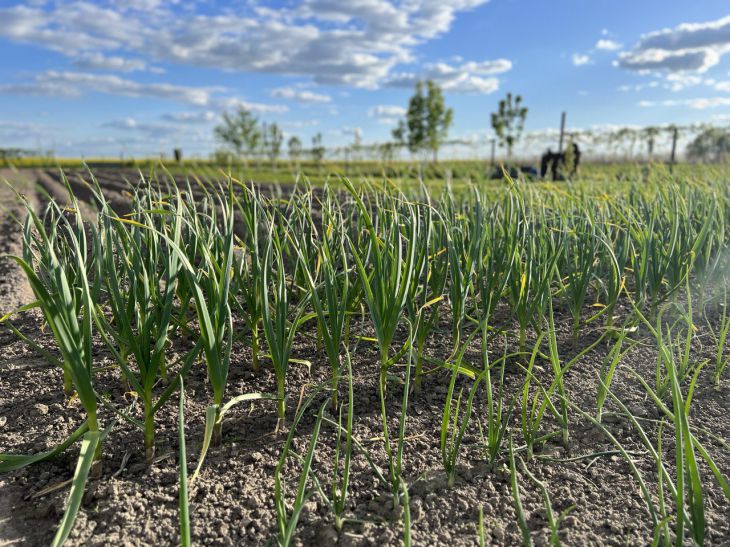 Лунный календарь огородника и садовода на июль 2024 года: запоминайте благоприятные дни огород