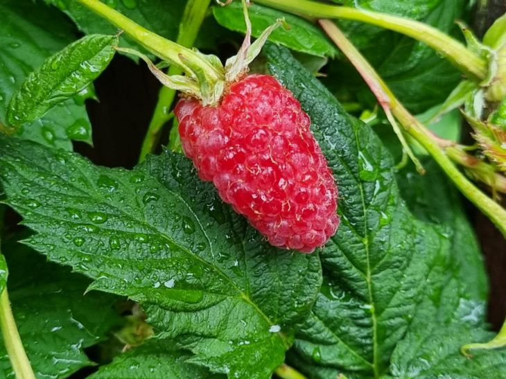 How to fertilize raspberries useful tips for gardeners news