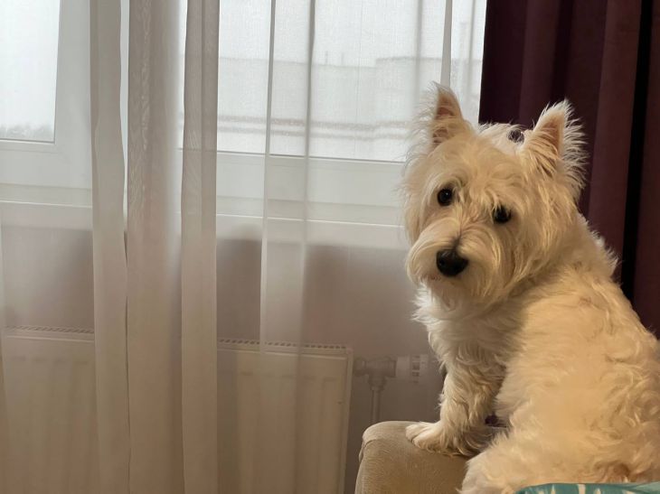How to organize a room for a dog: important for every owner to know dog