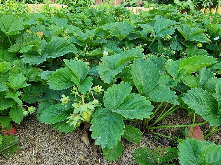 Что делать, если клубника не сладкая: советы для идеального урожая растение