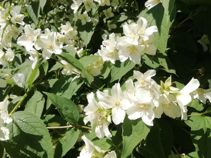 Народные приметы на 19 июня 2024 года: что предвещает раннюю осень жасмин