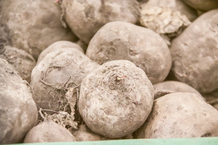 Почему нельзя есть свеклу каждый день: скрытые риски и важные советы свекла