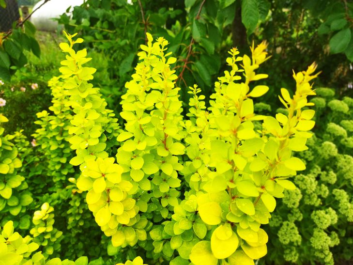 What vegetables to plant in August: useful tips for gardeners flowers