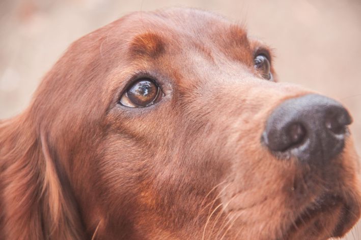 Are pets good for health: facts you probably didn’t know dog