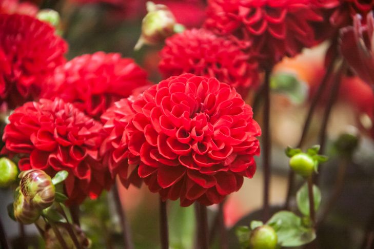 How to grow asters: tips for gardeners flowers