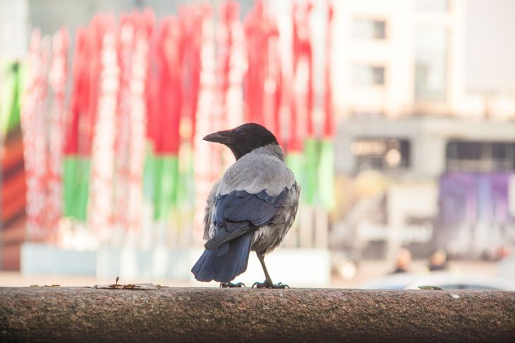 Синоптики сообщили белорусам, где их в последний день июля поджидают дожди и грозы птица