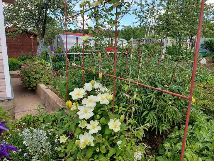 Почему в Германии запрещено ночевать на своих дачах: раскрываем настоящую причину дача