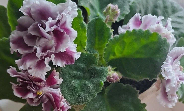 5 комнатных растений, которые не навредят домашним животным: можно выращивать и не трястись от страха за жизнь питомца Фиалка