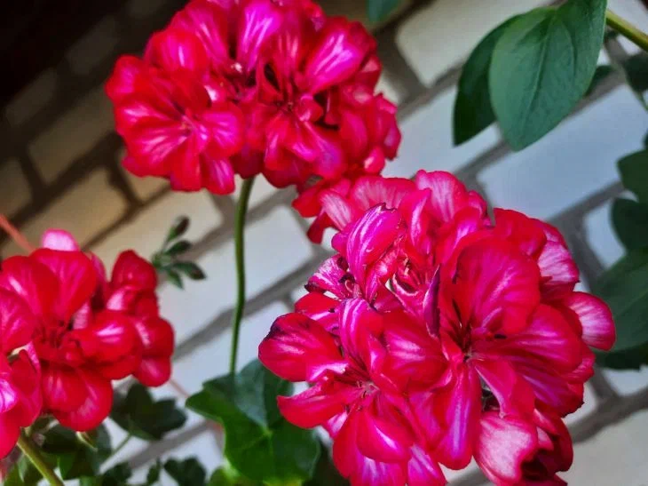 Как заставить герань цвести: поможет английская булавка Герань