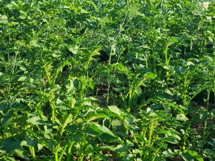 Можно ли по размеру ботвы картофеля определить, каким будет урожай: дачникам будет интересно Картофель