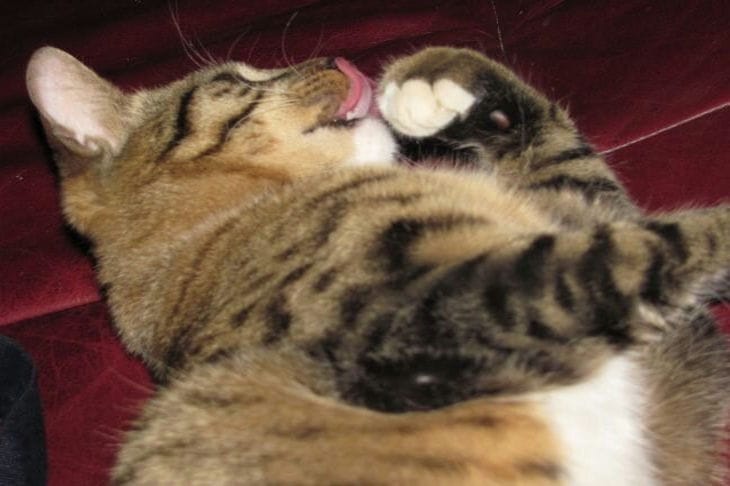 5 вещей, которые коты и кошки любят больше всего на свете: хозяина в этом списке, увы, нет Кот