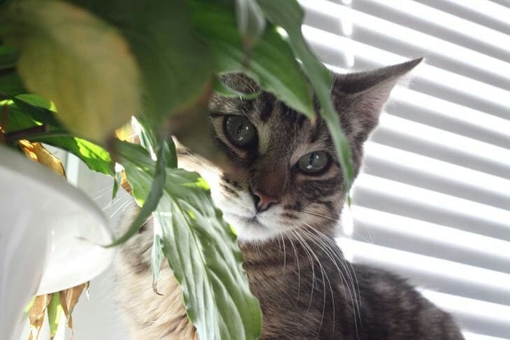 Что делать, если кот неравнодушен к комнатным растениям: 5 советов – спасут и питомца, и цветы Кот